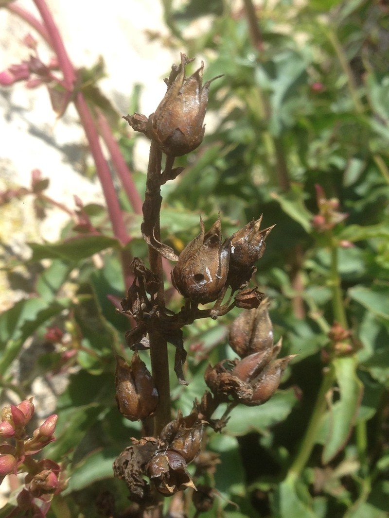 Cleveland's Beardtongue photo 7