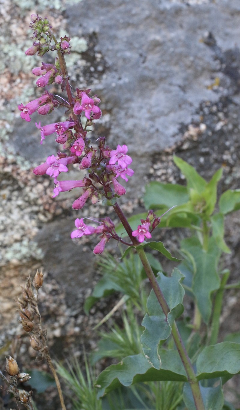 Penstemon clevelandii var. clevelandii