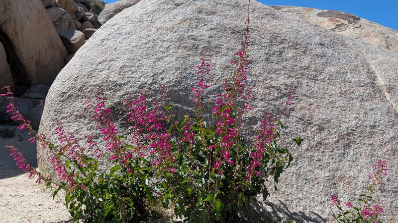 Penstemon clevelandii var. clevelandii photo 2