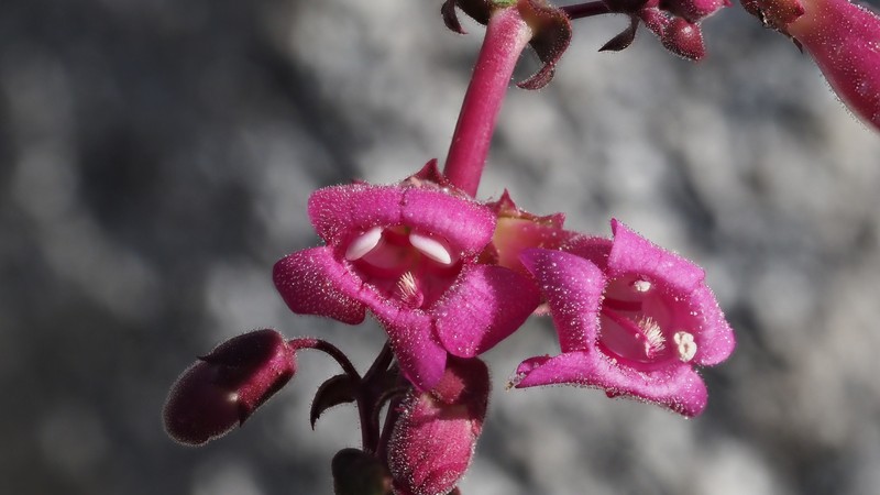 Penstemon clevelandii var. clevelandii photo 3