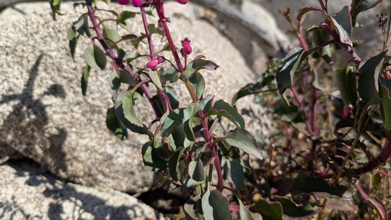 Penstemon clevelandii var. clevelandii photo 4
