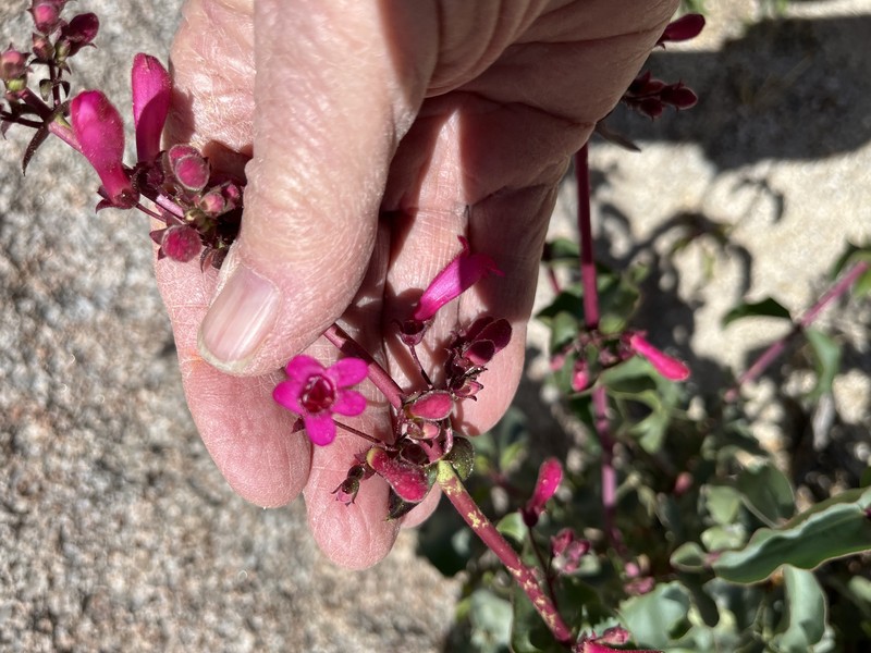Penstemon clevelandii var. clevelandii photo 5