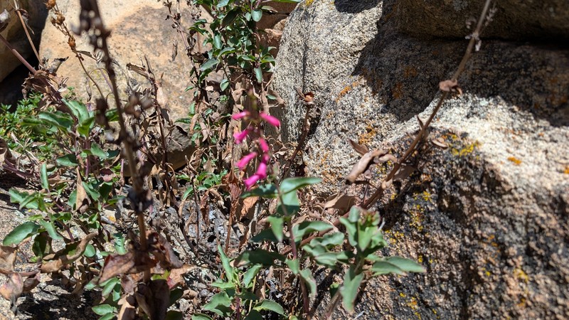 Penstemon clevelandii var. clevelandii photo 6