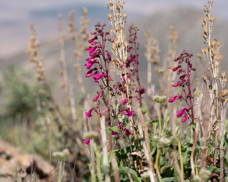 Penstemon clevelandii var. clevelandii photo 8