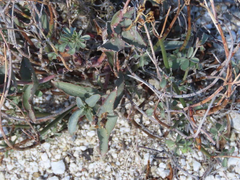 Penstemon clevelandii var. connatus