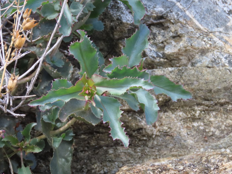 Penstemon clevelandii var. connatus photo 2