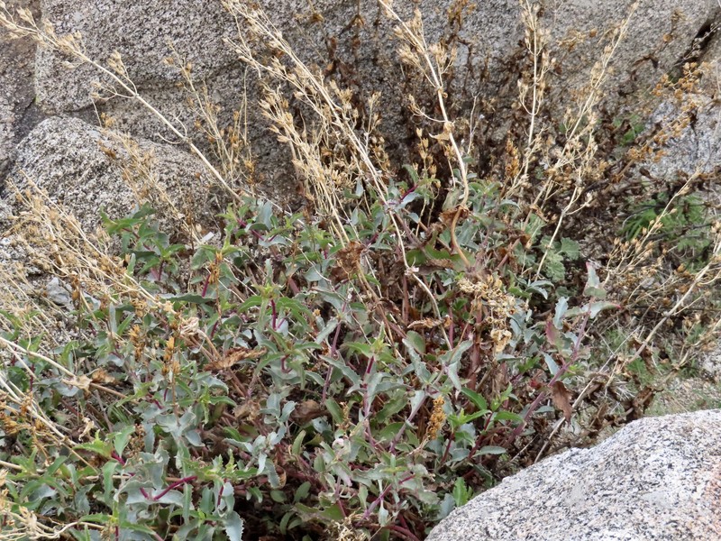 Penstemon clevelandii var. connatus photo 3