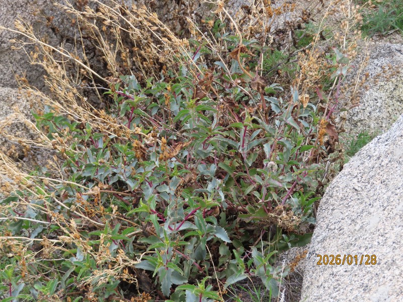 Penstemon clevelandii var. connatus photo 5