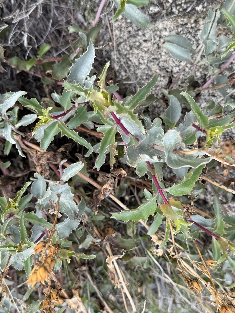 Penstemon clevelandii var. connatus photo 6