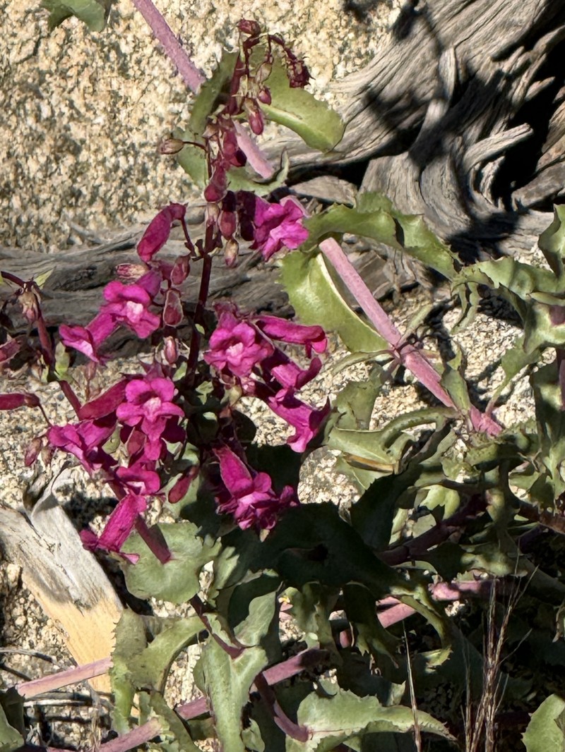 Penstemon clevelandii var. connatus photo 8