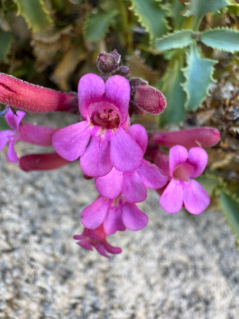 Penstemon clevelandii var. mohavensis photo 3