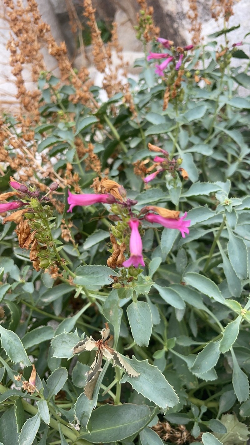 Penstemon clevelandii var. mohavensis photo 4
