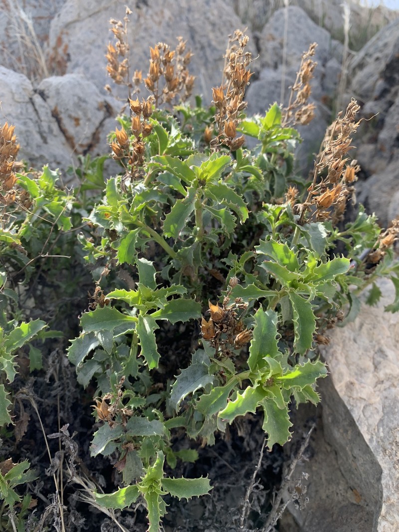 Penstemon clevelandii var. mohavensis photo 6