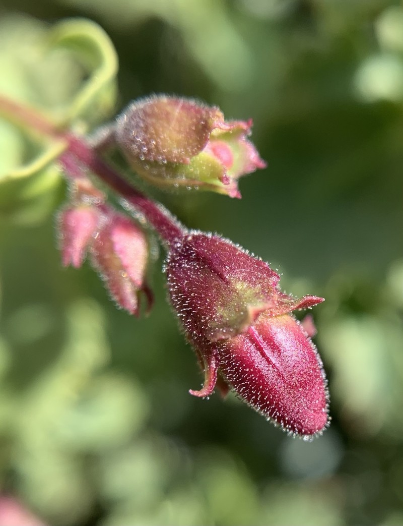 Penstemon clevelandii var. mohavensis photo 7