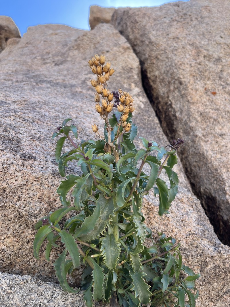 Penstemon clevelandii var. mohavensis photo 8