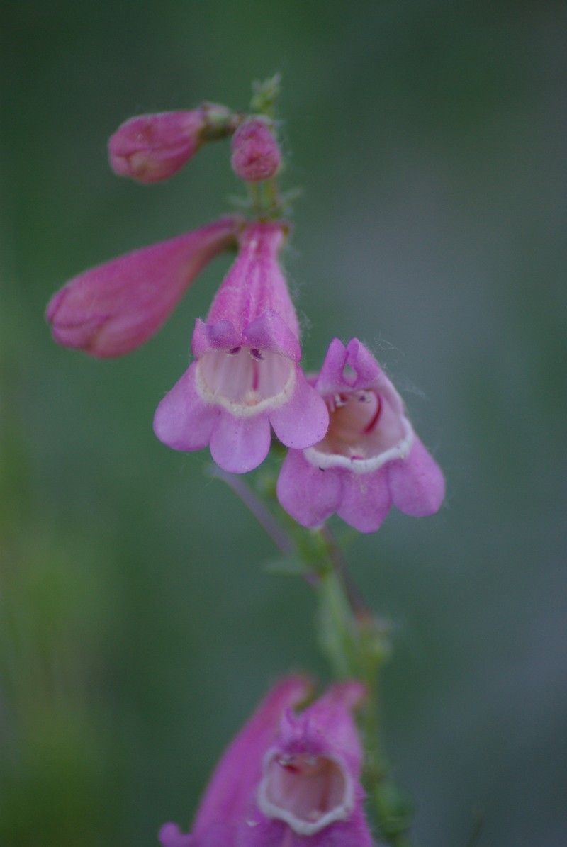 Sunset Crater Beardtongue