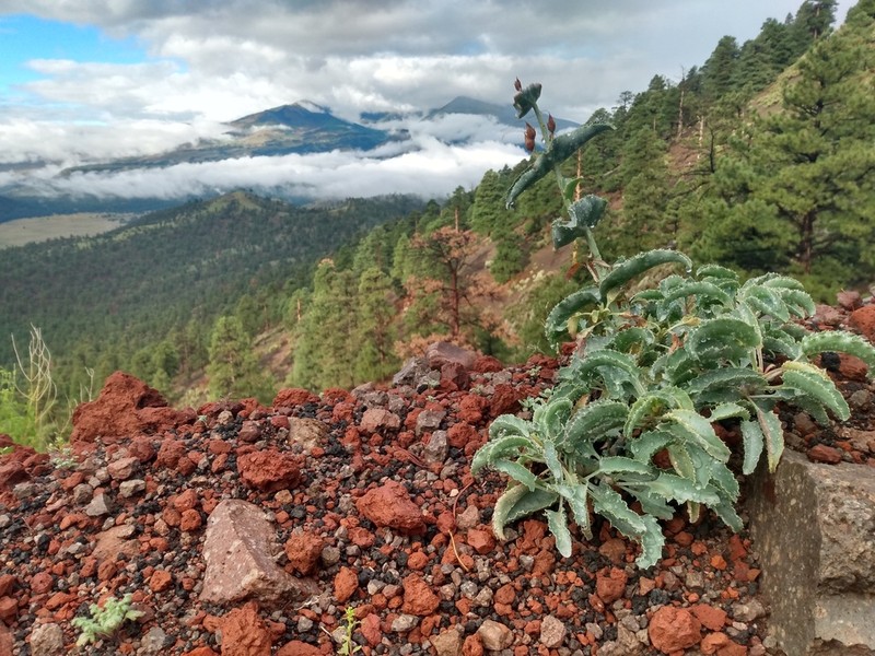 Sunset Crater Beardtongue photo 2