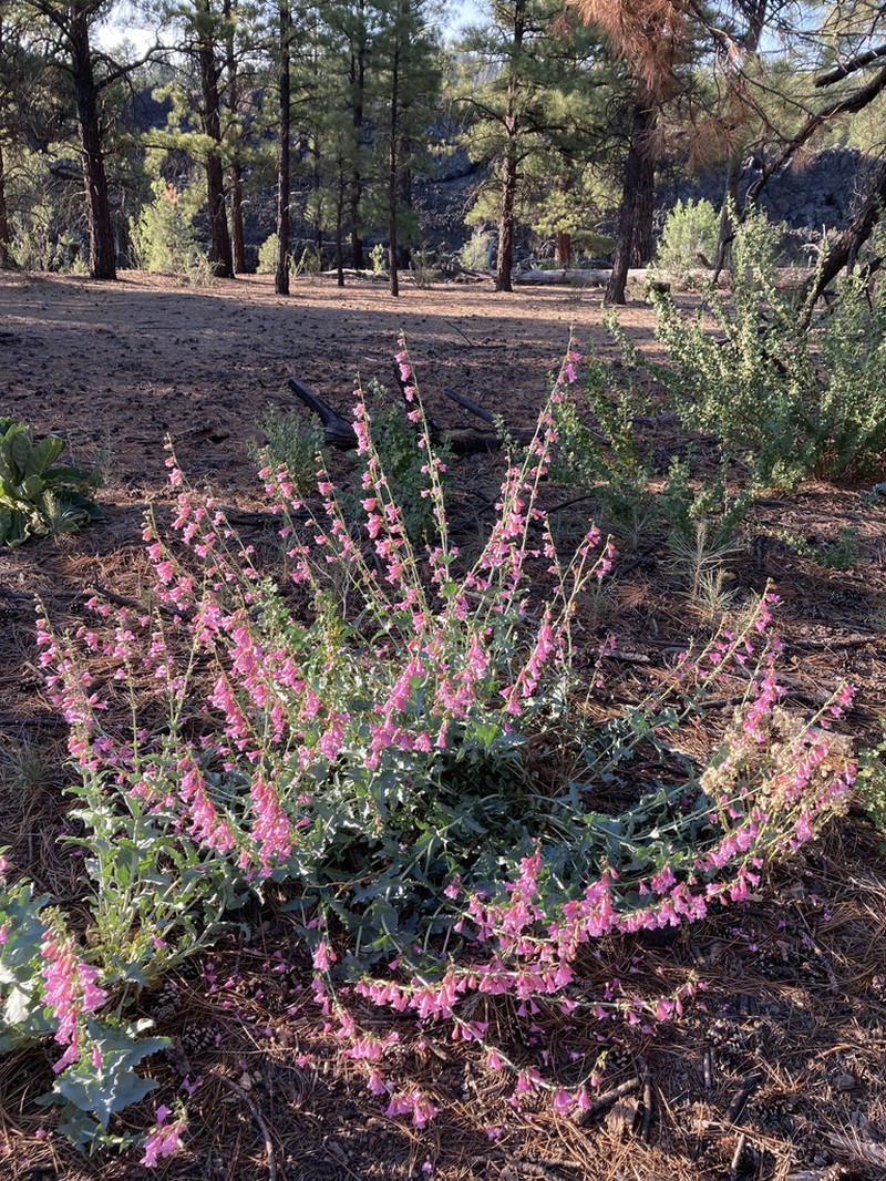Sunset Crater Beardtongue photo 3