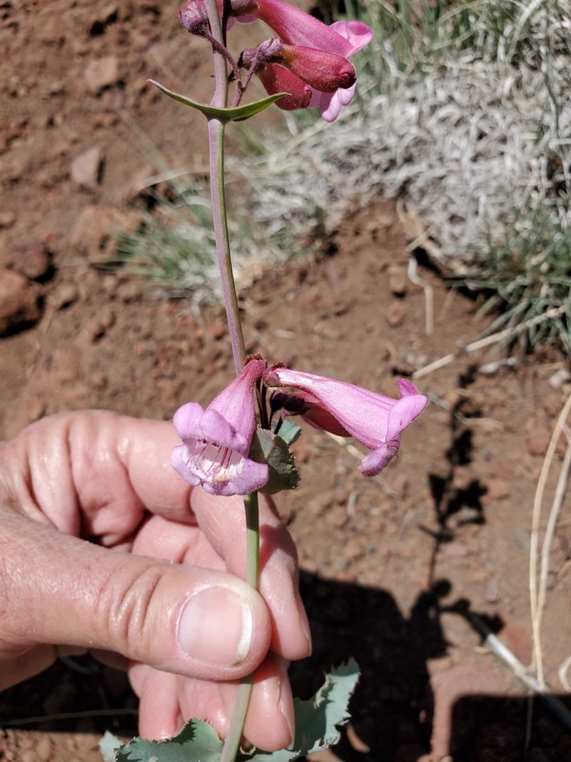 Sunset Crater Beardtongue photo 4