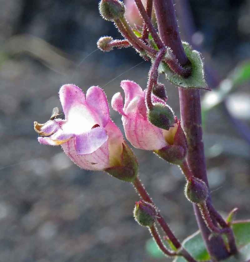 Sunset Crater Beardtongue photo 5