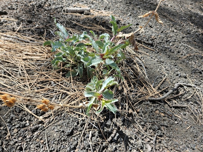 Sunset Crater Beardtongue photo 6