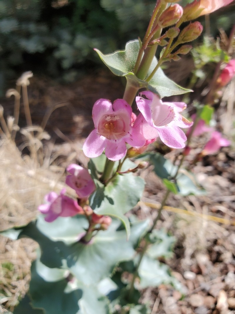 Sunset Crater Beardtongue photo 7