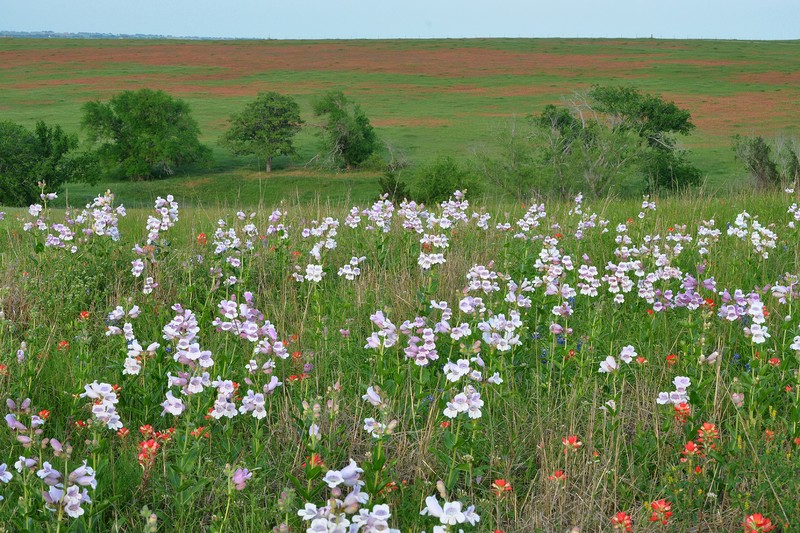 Cobaea Beardtongue photo 4