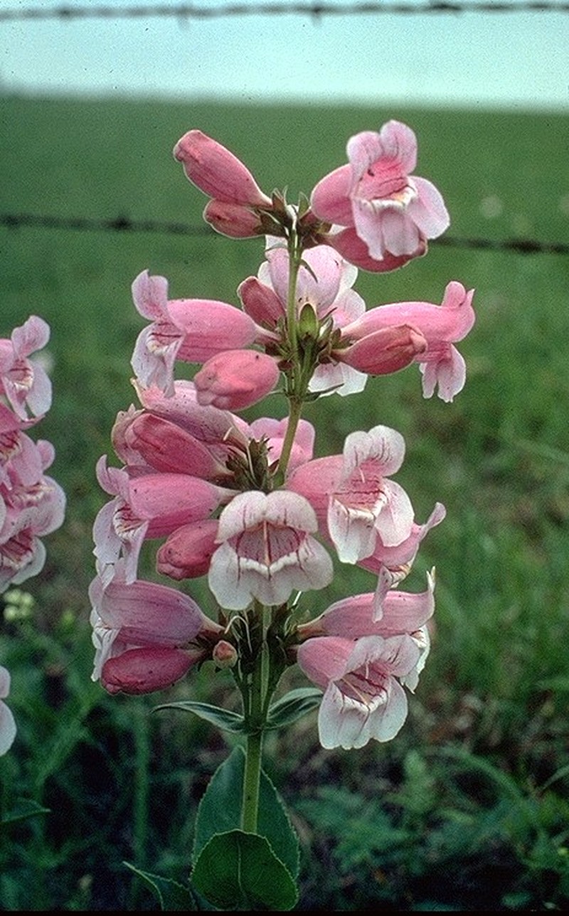 Cobaea Beardtongue photo 2
