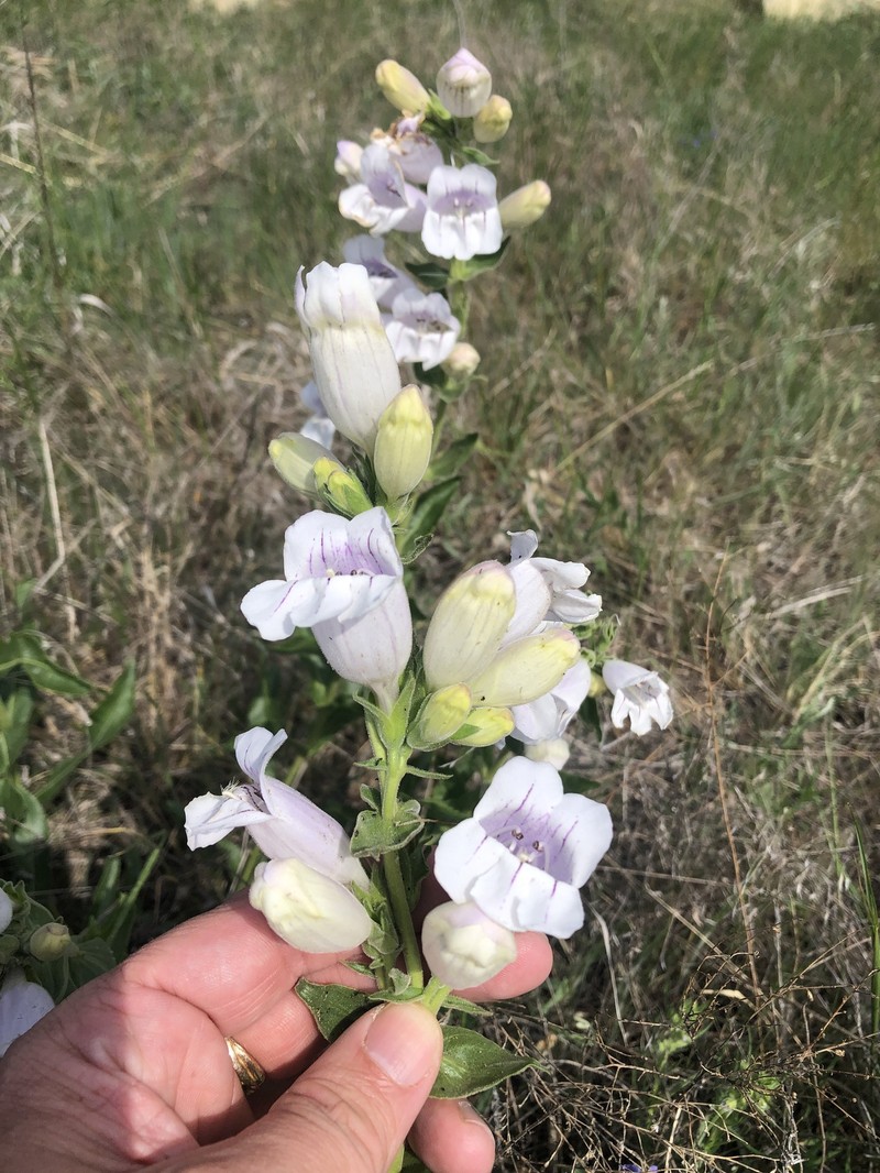 Cobaea Beardtongue photo 3