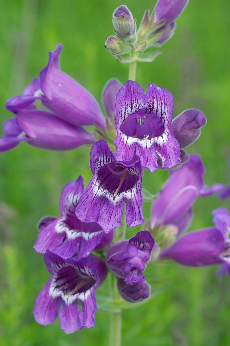 Cobaea Beardtongue