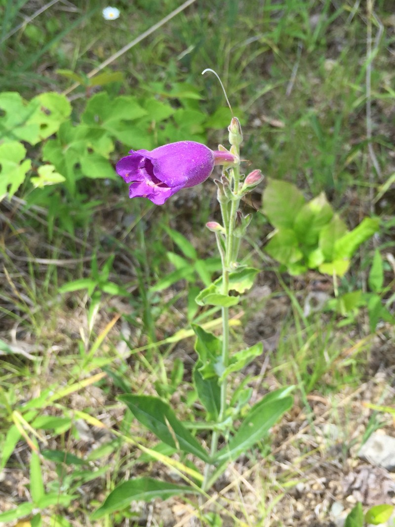 Cobaea Beardtongue photo 4