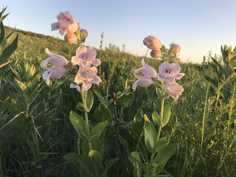 Cobaea Beardtongue photo 5