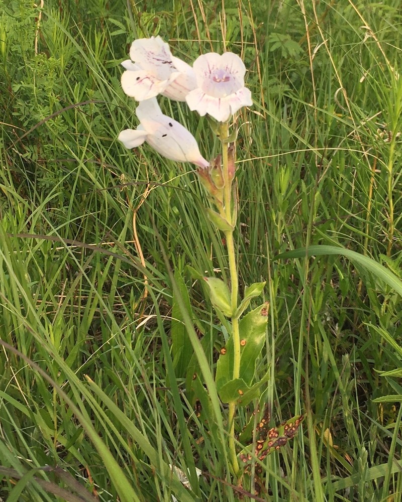 Cobaea Beardtongue photo 6