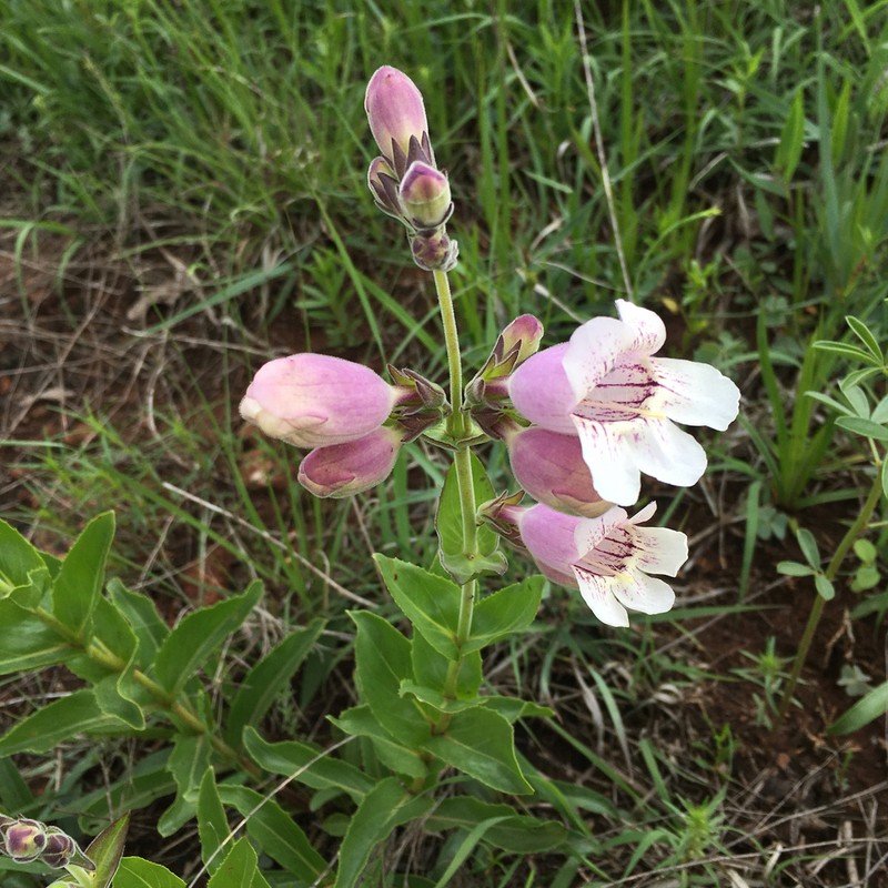 Cobaea Beardtongue photo 7