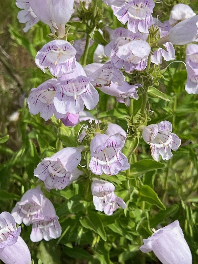 Cobaea Beardtongue photo 8