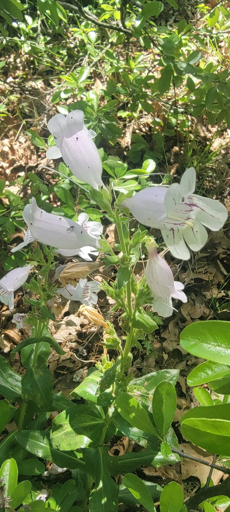 Penstemon cobaea var. cobaea