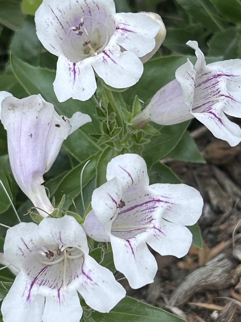 Penstemon cobaea var. cobaea photo 2