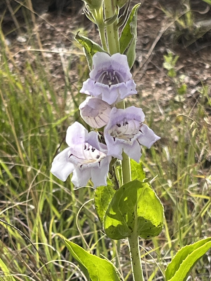 Penstemon cobaea var. cobaea photo 3