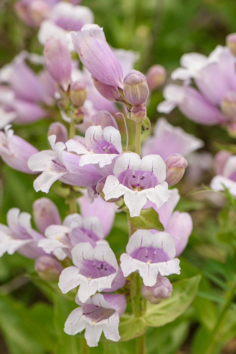 Penstemon cobaea var. cobaea photo 4