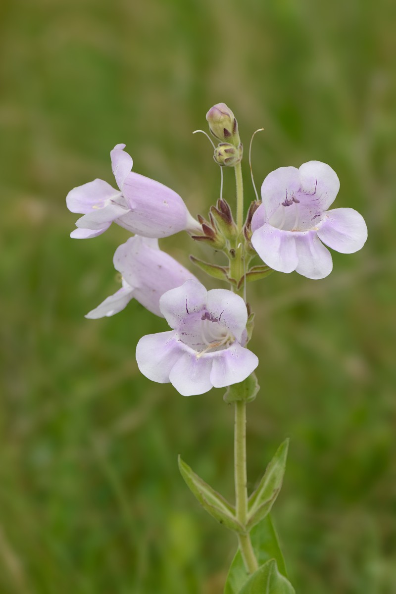 Penstemon cobaea var. cobaea photo 5