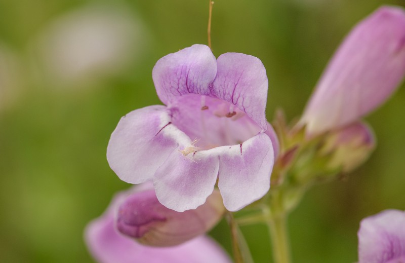 Penstemon cobaea var. cobaea photo 6