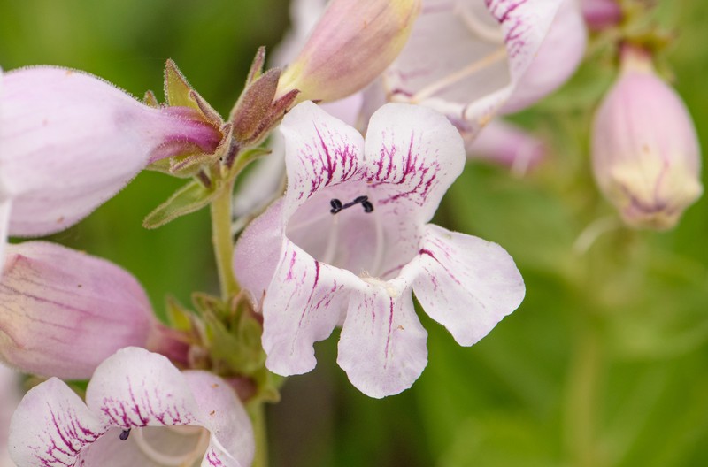 Penstemon cobaea var. cobaea photo 8