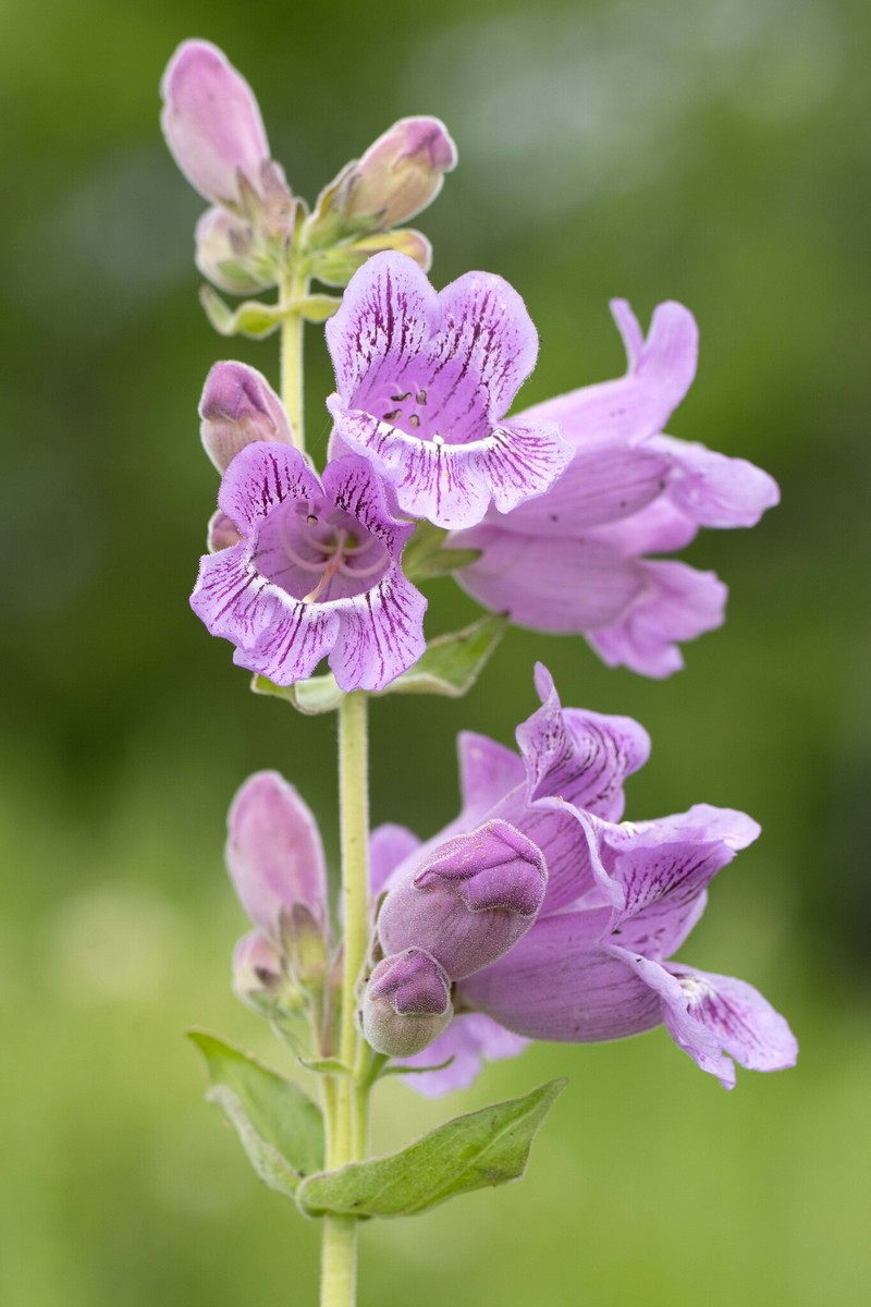 Penstemon cobaea var. purpureus