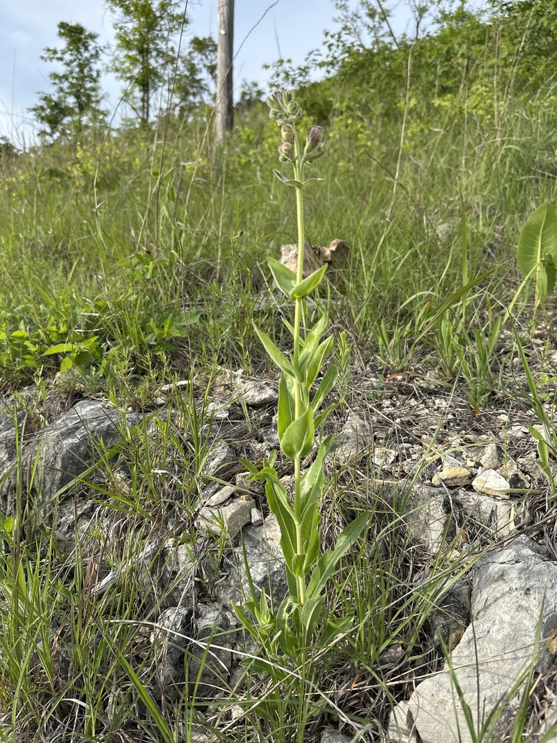Penstemon cobaea var. purpureus photo 2