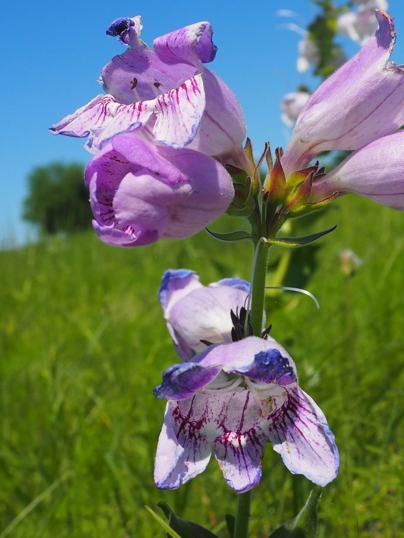 Penstemon cobaea var. purpureus photo 3