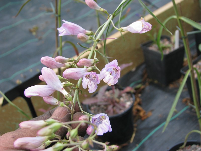 Dusty Beardtongue