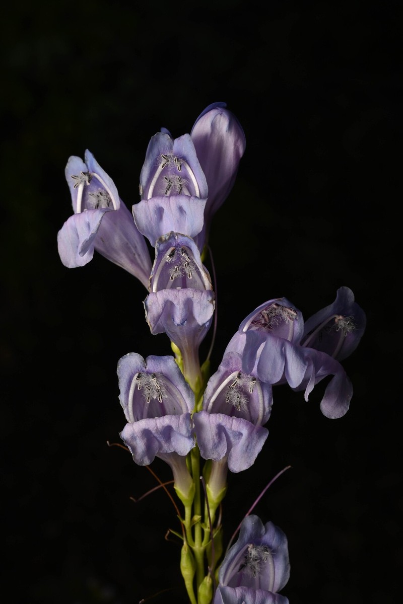 Dusty Beardtongue