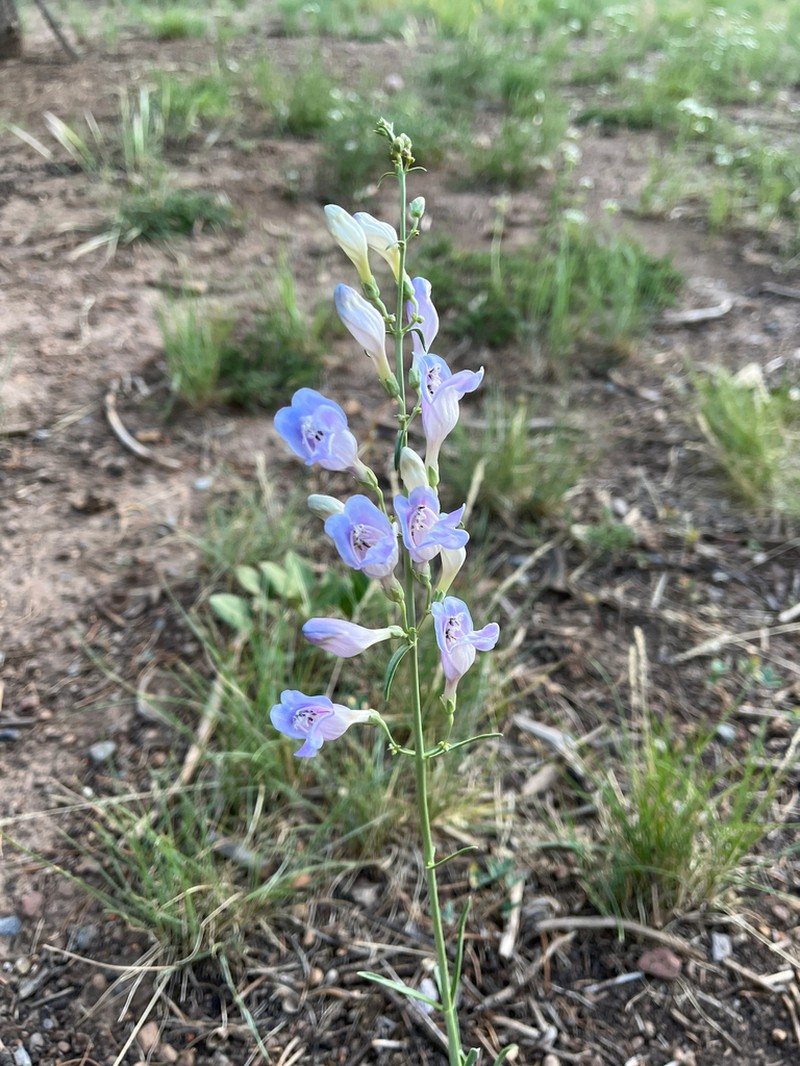 Dusty Beardtongue photo 2