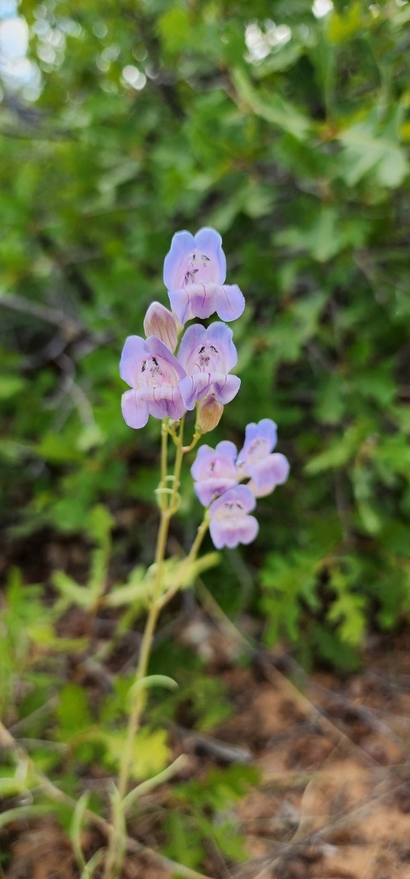 Dusty Beardtongue photo 3