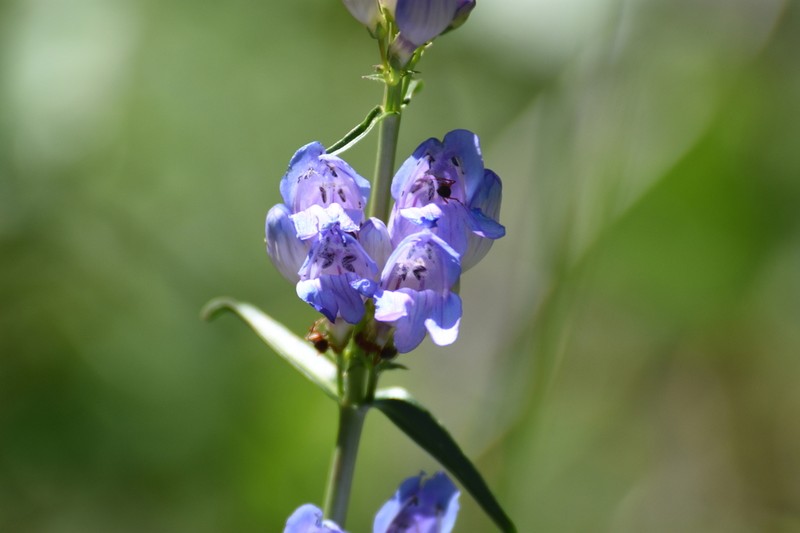 Dusty Beardtongue photo 4